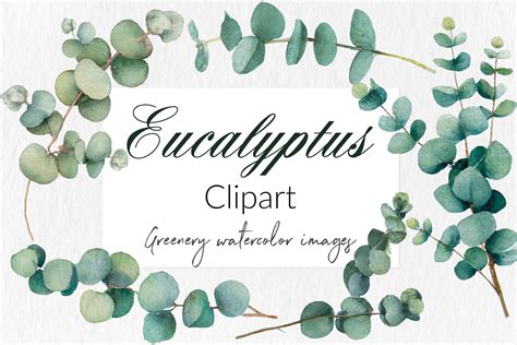 free eucalyptus clipart|More.